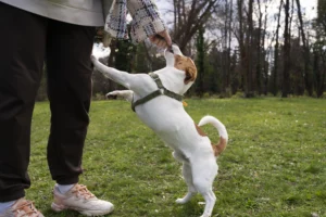 Perro recibiendo premios