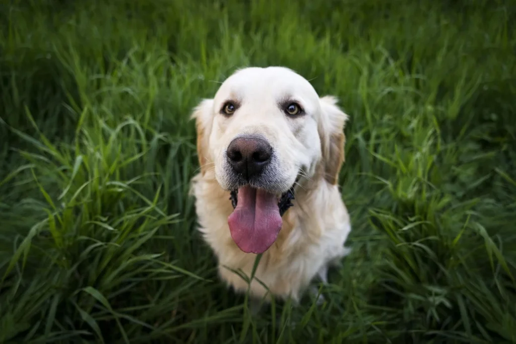 Perro feliz adoptar