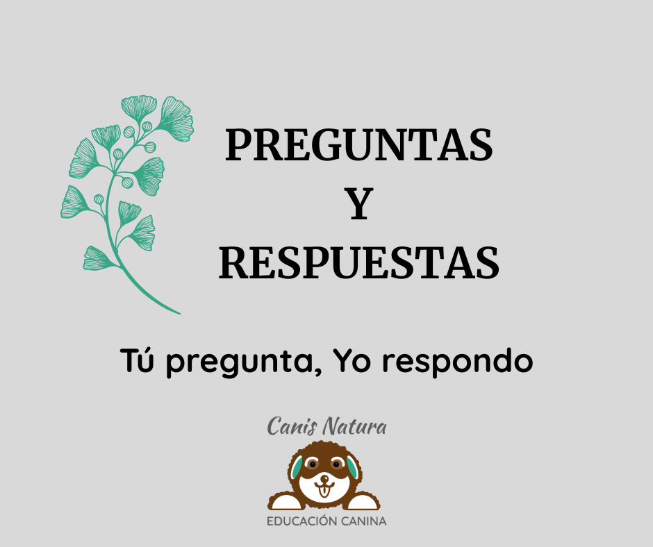 Preguntas y respuestas